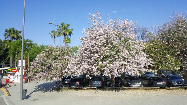 884 sevilla